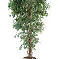 Ficus Artificiel Lianes PF