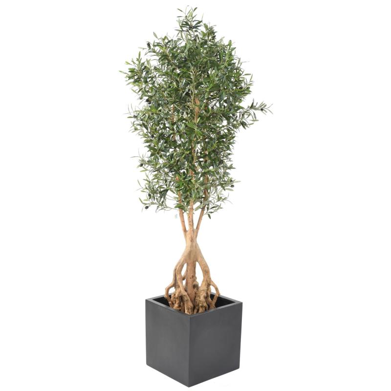 Olivier Artificiel Root