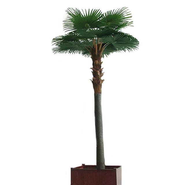 Palmier Artificiel Camerus Royal 5M