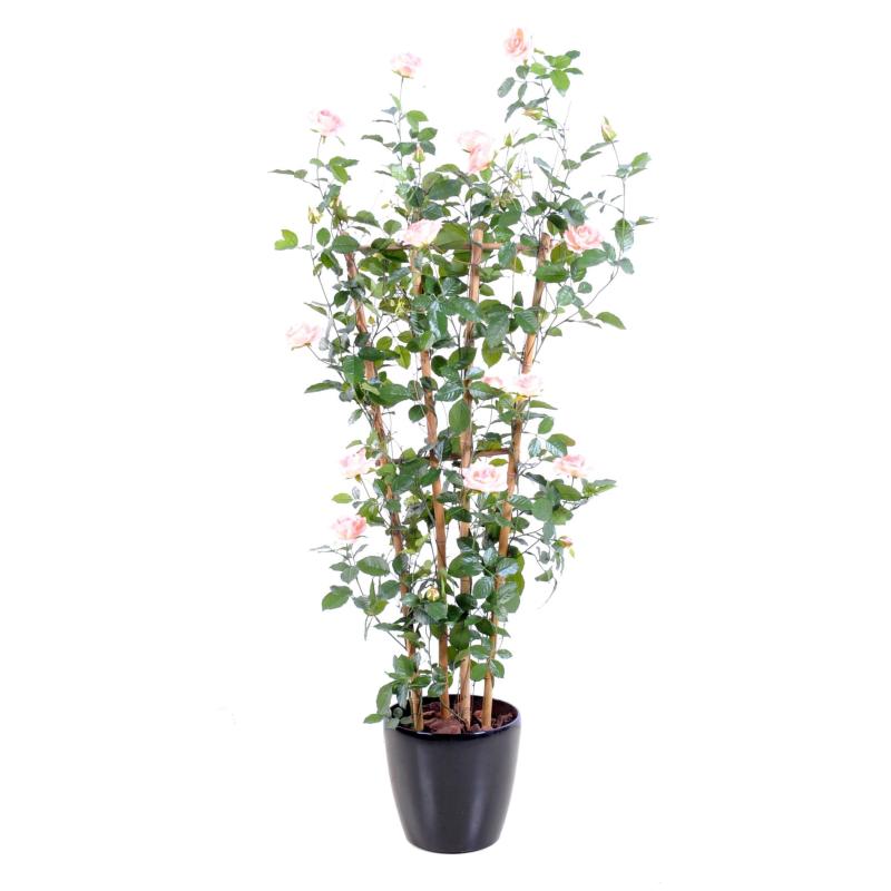Rosier Artificiel Royal Palissade