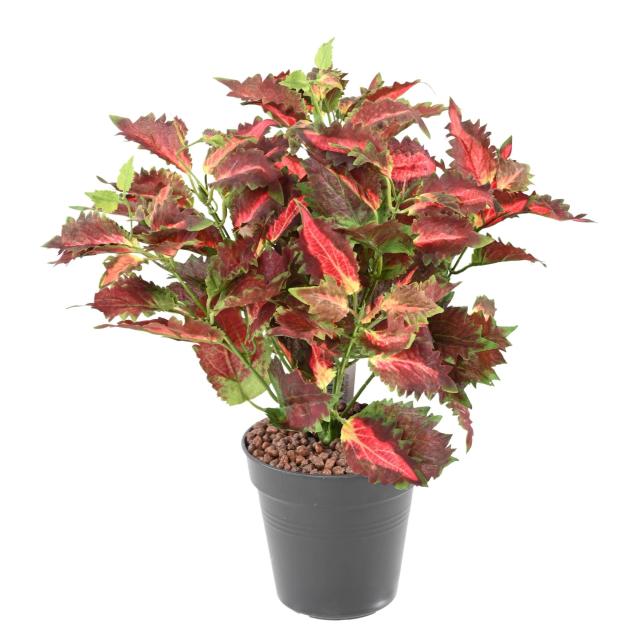 Coleus Artificiel Dentelle