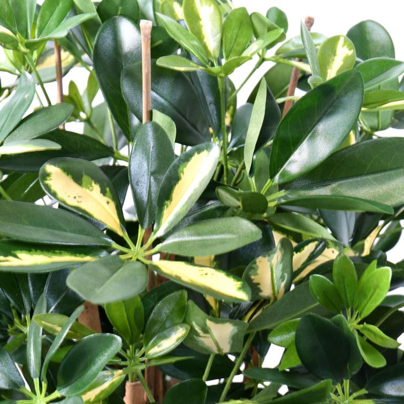 Schefflera Artificiel