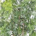 Aralia Artificiel Ming Nitida