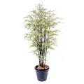 Bambou Black Shiroshima Large