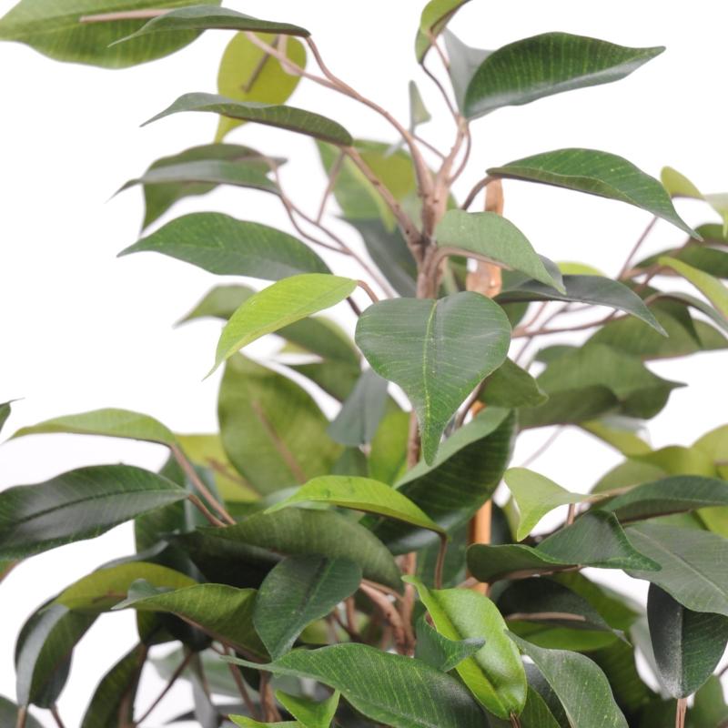 Ficus Artificiel Natasja 60cm