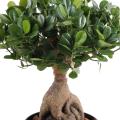 Ficus Artificiel Panda Ginseng